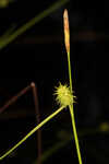 Sulphur sedge